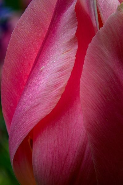 Pennsylvania-Longwood Gardens Tulip flower close-up